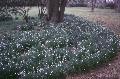 Summer Snowflake / Leucojum aestivum